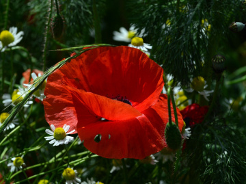 BLÜTEN