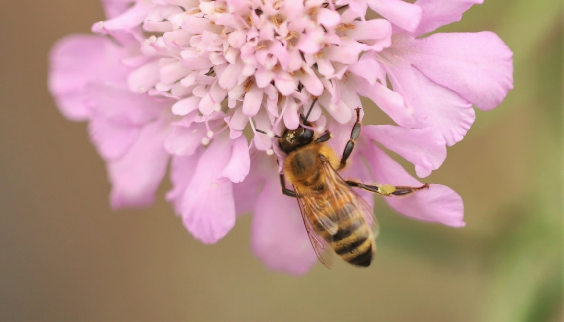 Insect moment