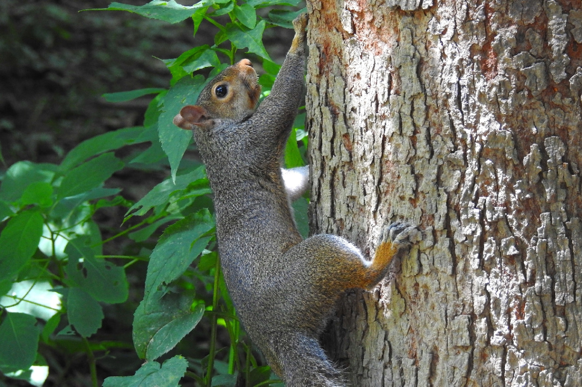 Squirrel 