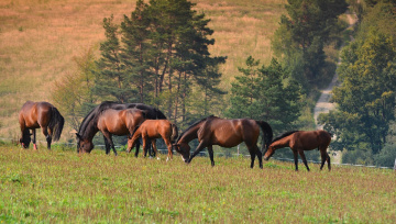 ... evening grazing