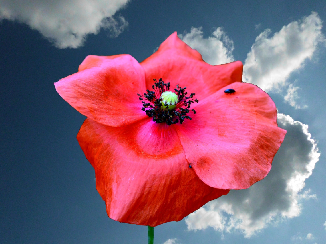 BLÜTE