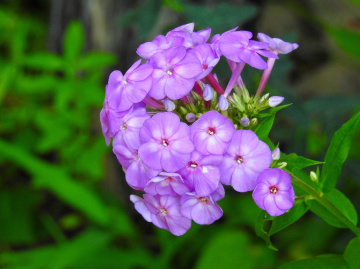 Delicate 