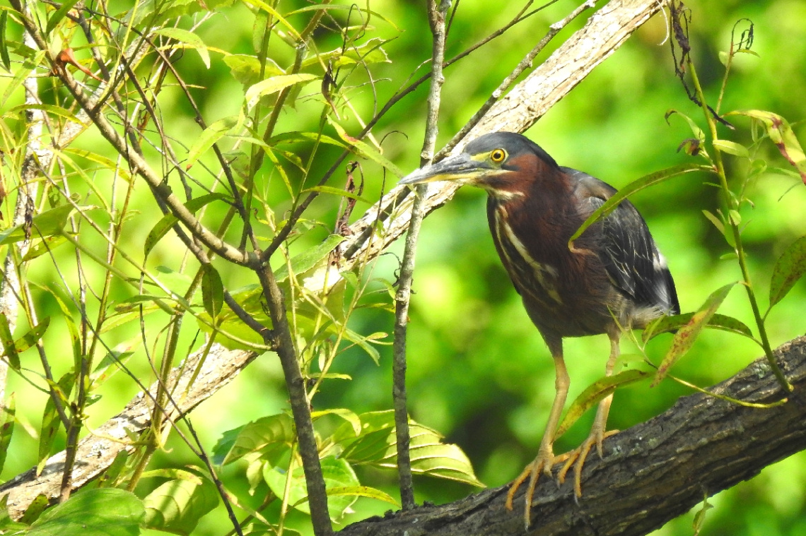 Butorides virescens