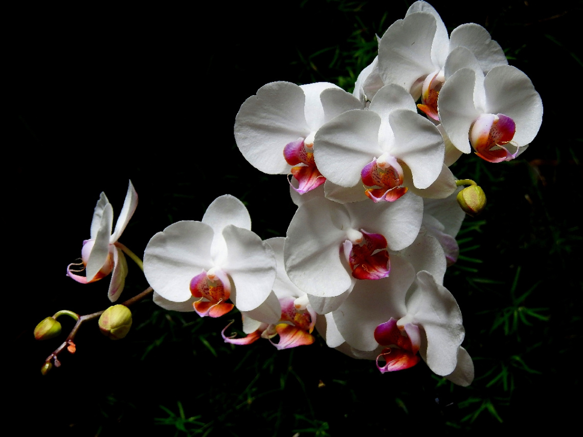 Orchids 