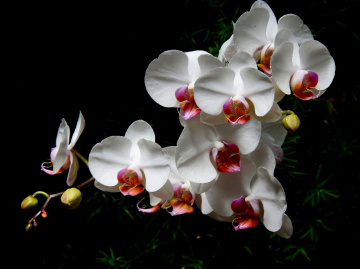 Orchids 