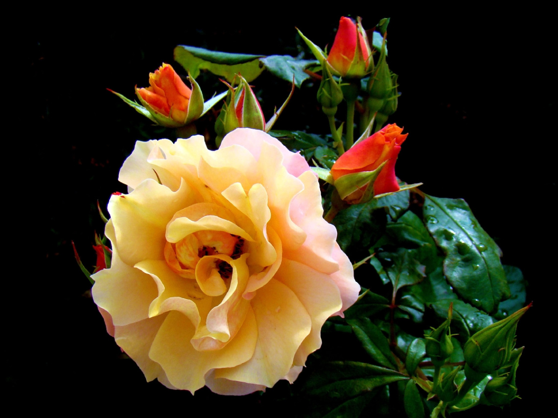 BLÜTEN