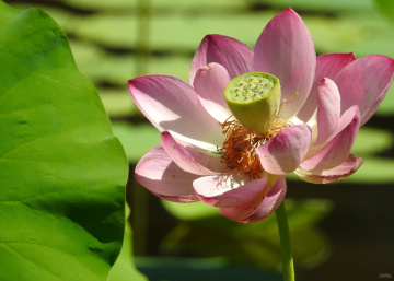 Lotus flower