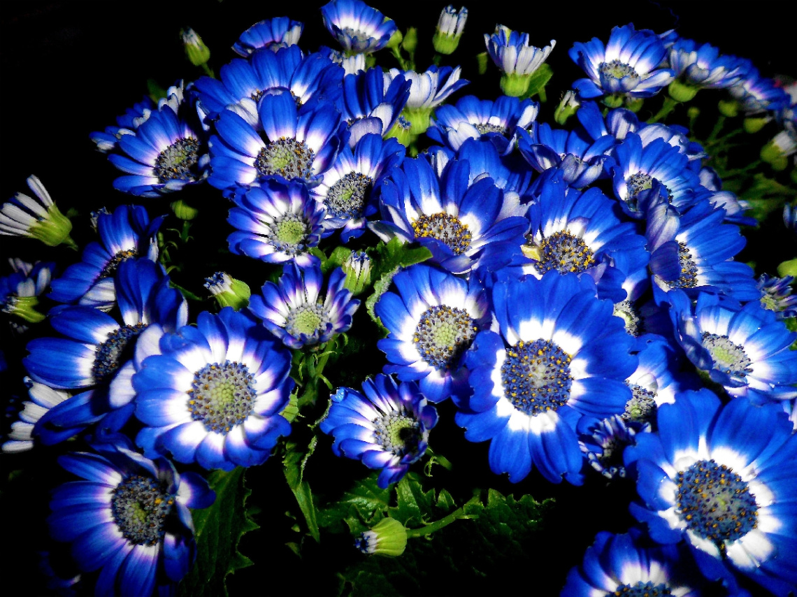 BLÜTEN