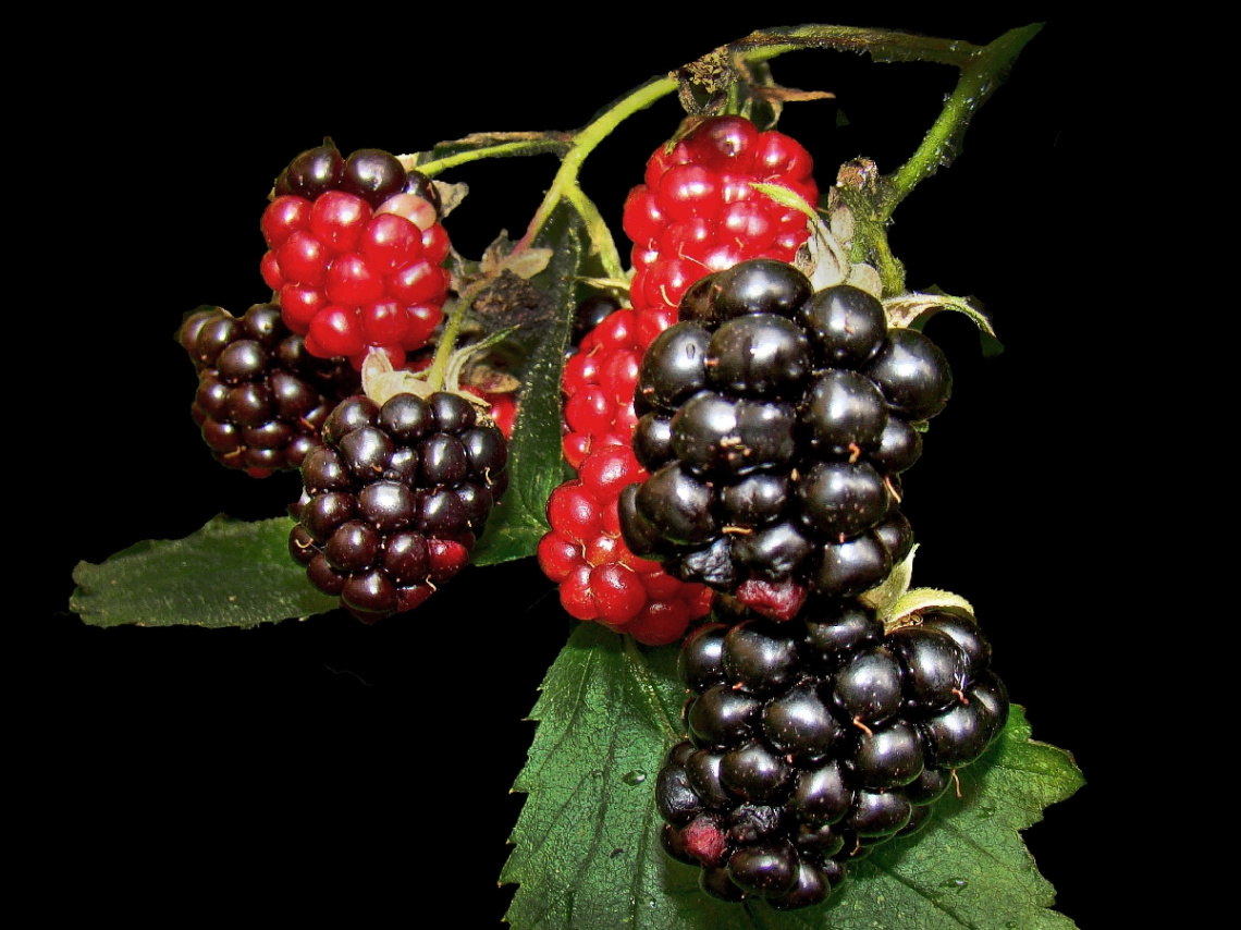 BEEREN