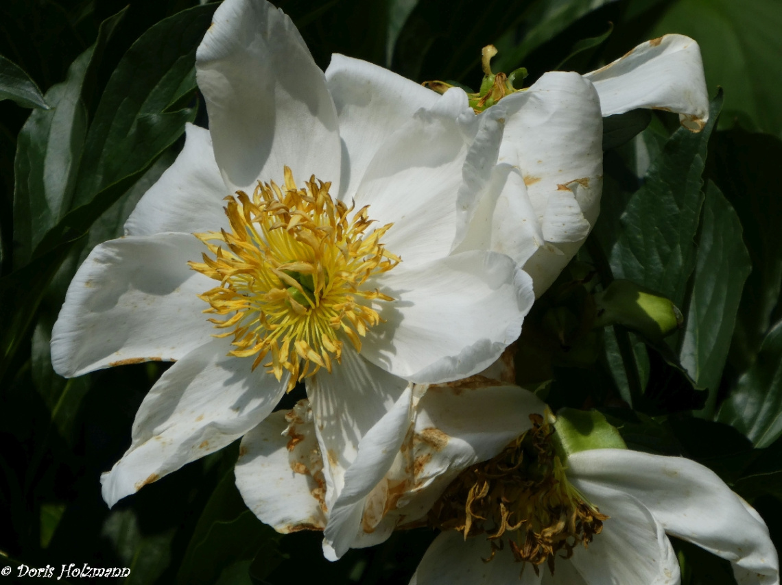 Blüte