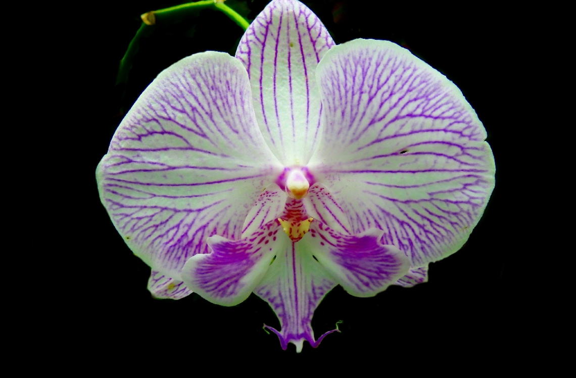 Orquídea