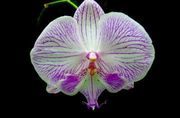 Orquídea