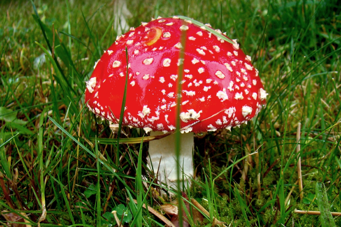 FLIEGENPILZ
