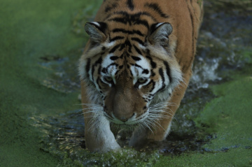 Amur Tiger moment
