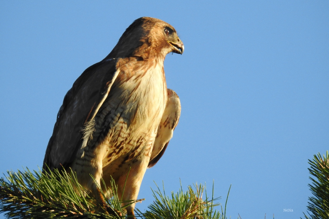 Common Buzzard