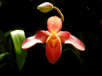 Orchid 