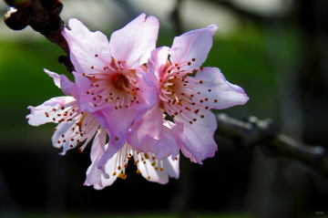 Cherry blossom