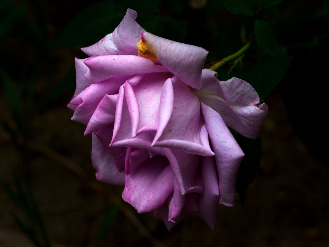 BLÜTE