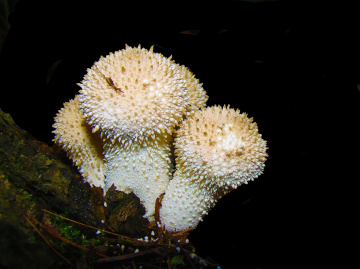 PILZE