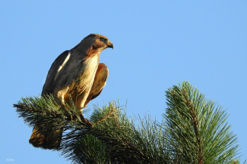 Broad-winged Hawk