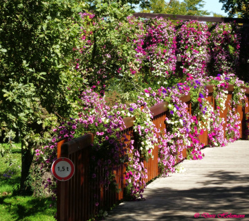 Blumenmeer