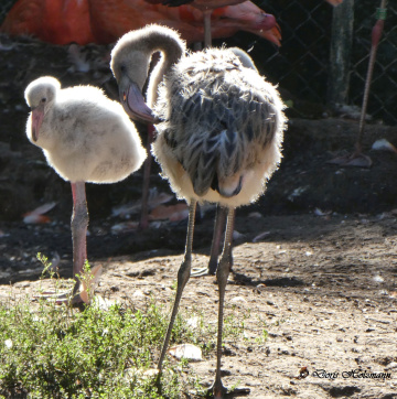 Junge Flamingos