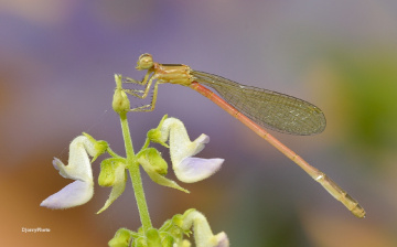 Long tail