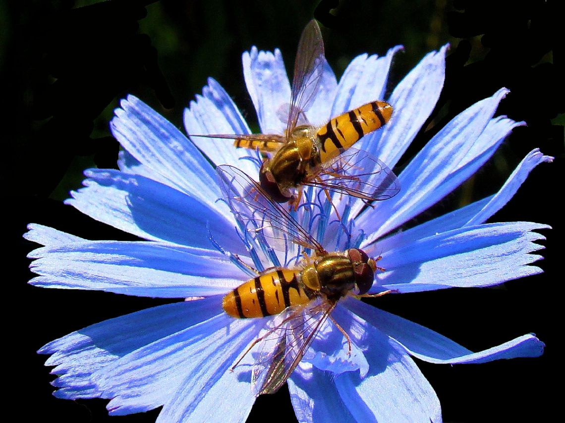 BLÜTE MIT BESUCH