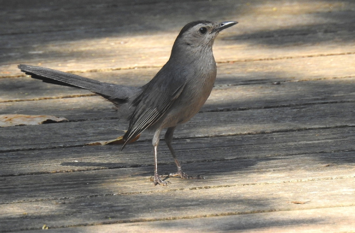 Mimus saturninus 