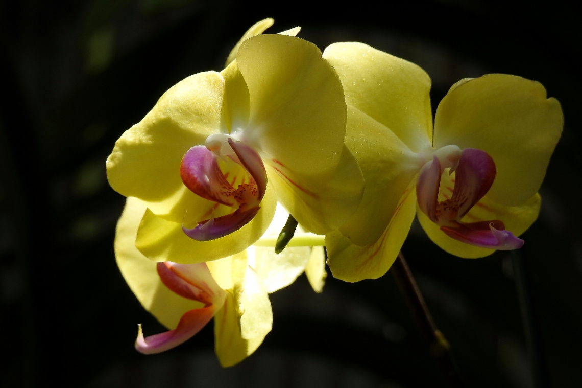 Orchids
