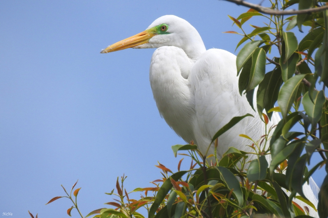 At the top of the tree