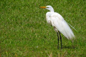 Great Egret