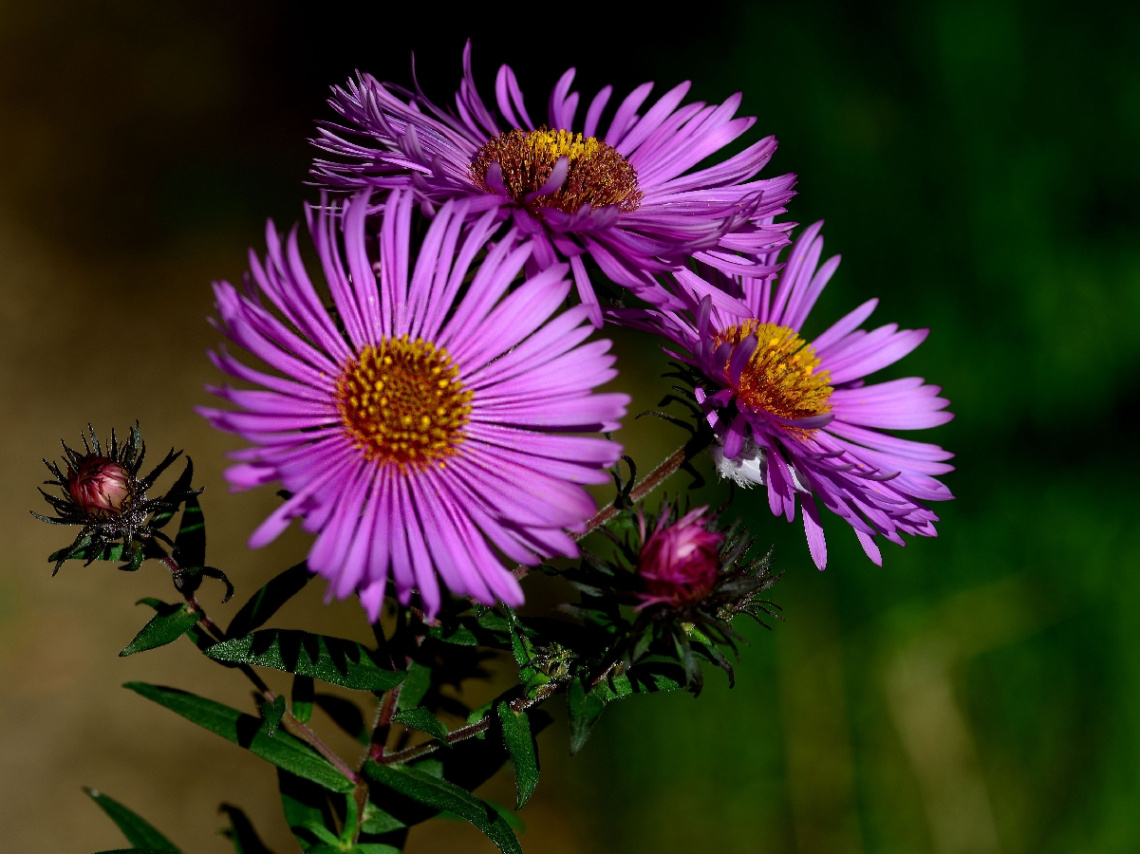 BLÜTEN