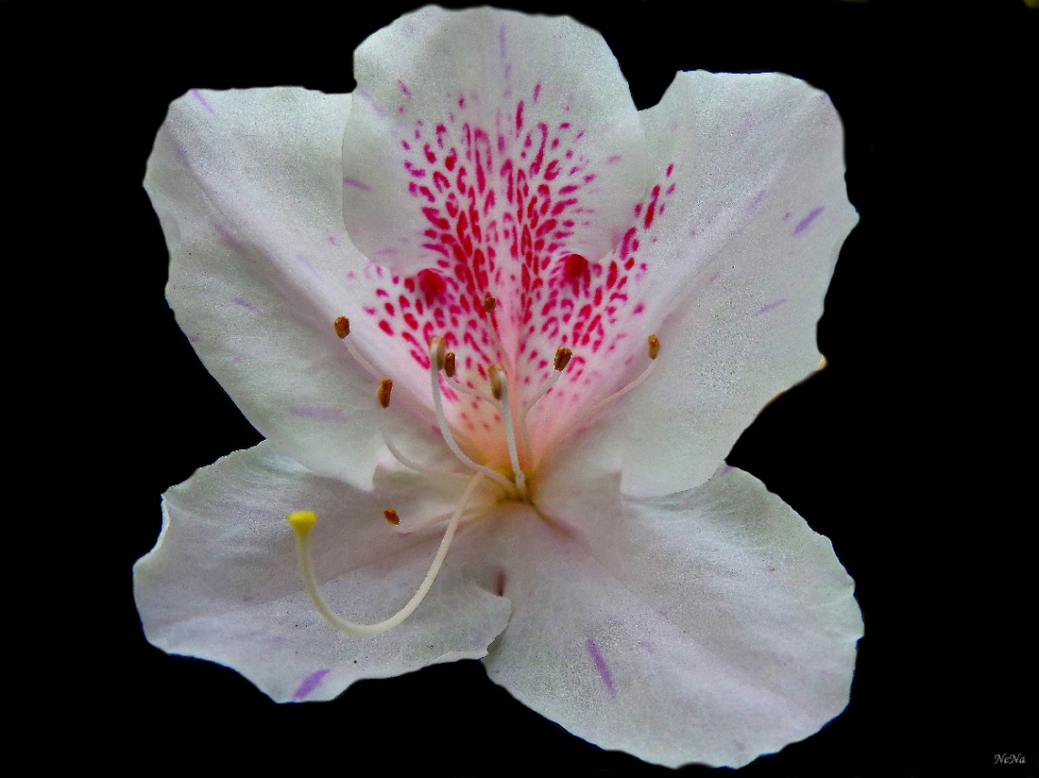 Rhododendron simsii