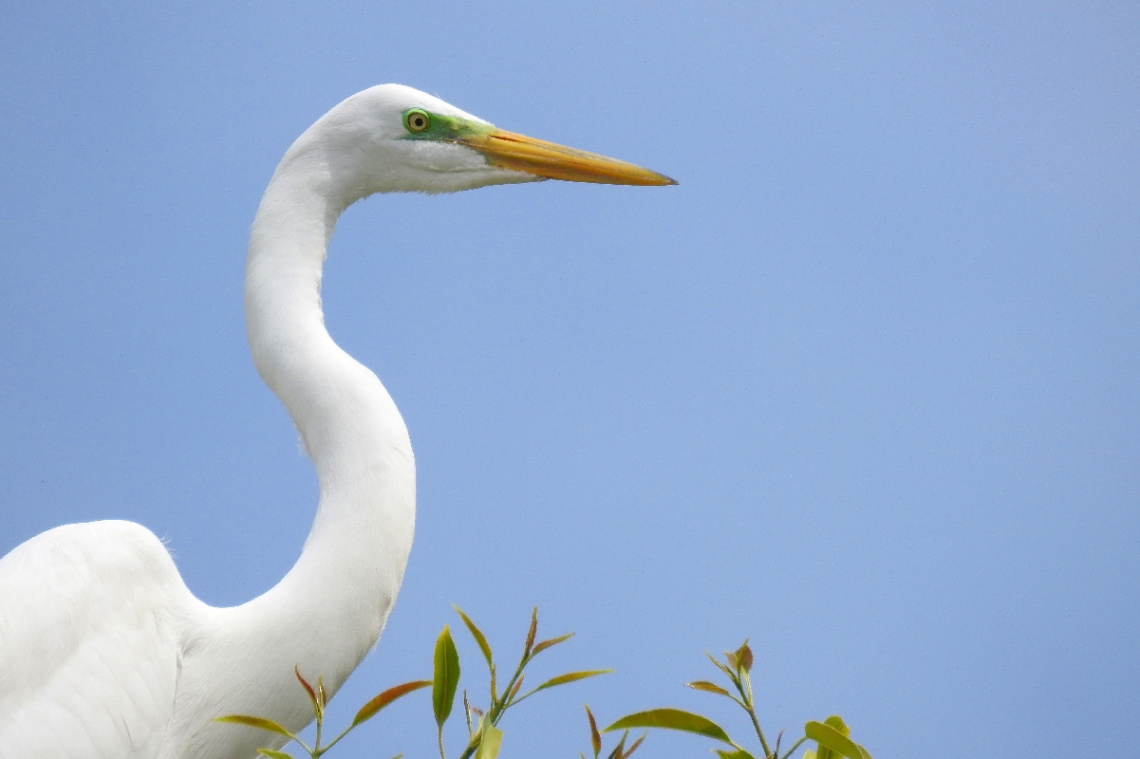 Great Egret 