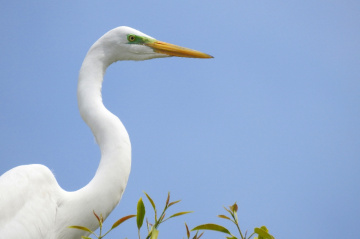 Great Egret 