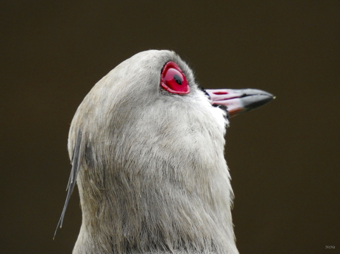 Vanellus chilensis
