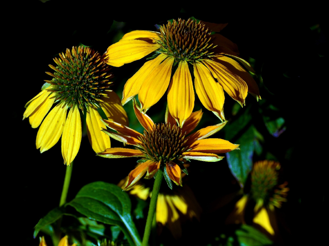 BLÜTEN