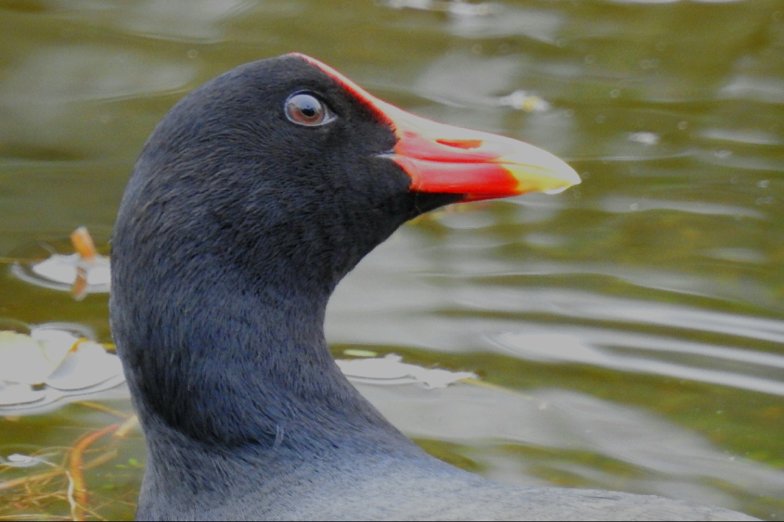 Gallinula chloropus 