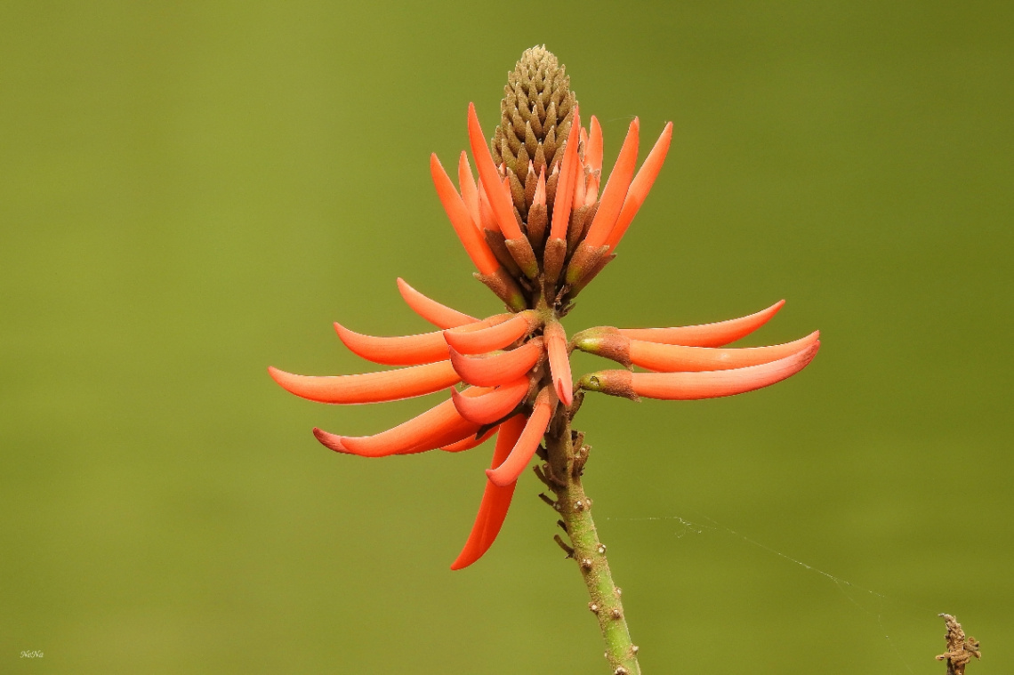 Eritrina-candelabro