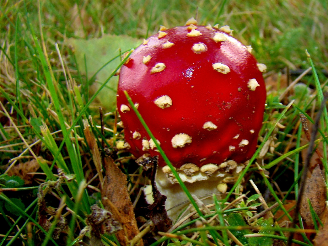 FLIEGENPILZ