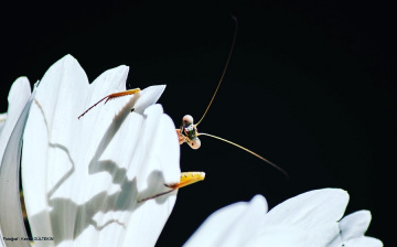 Mantis 2