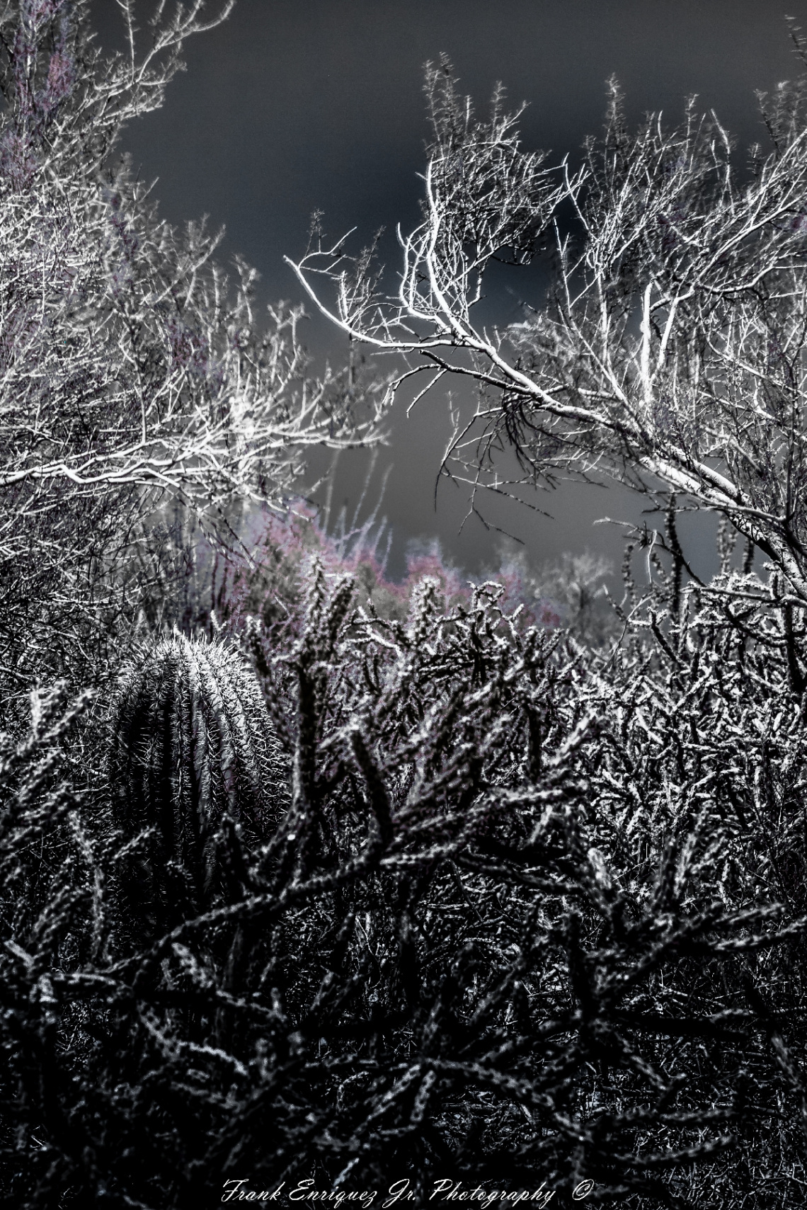 Infrared Desert