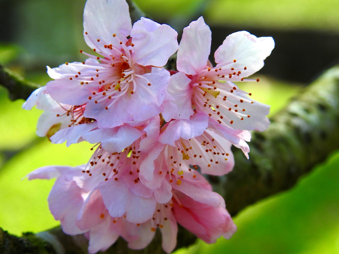 Blossom 