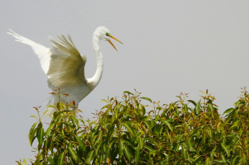Great Egret 