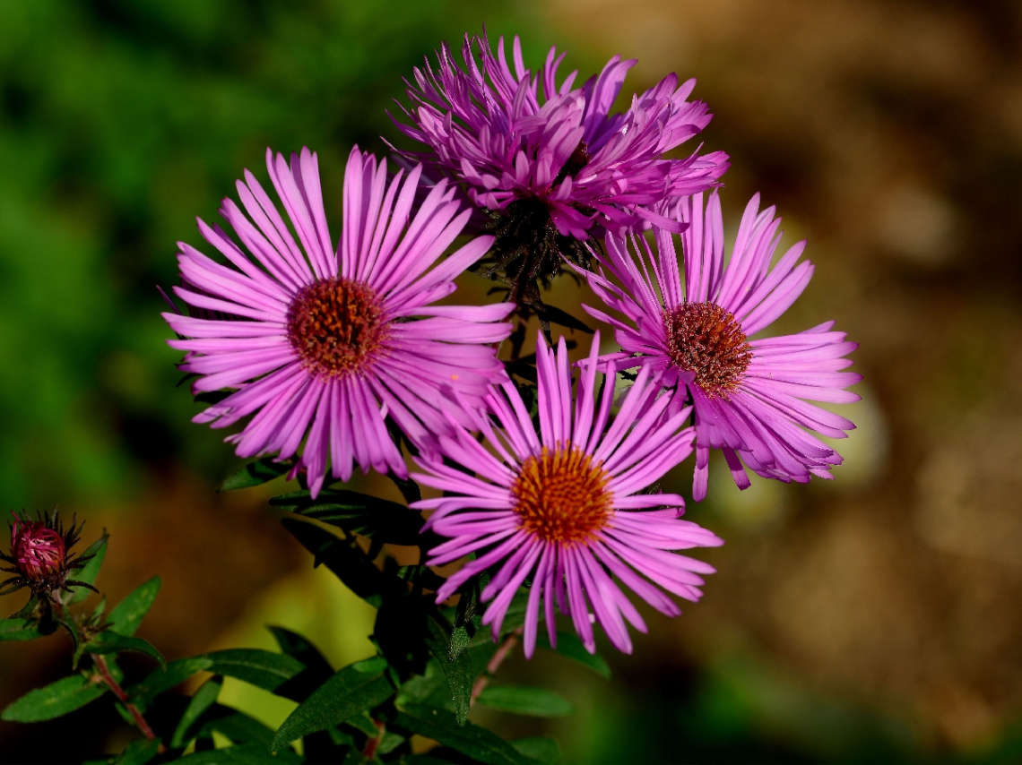 BLÜTEN
