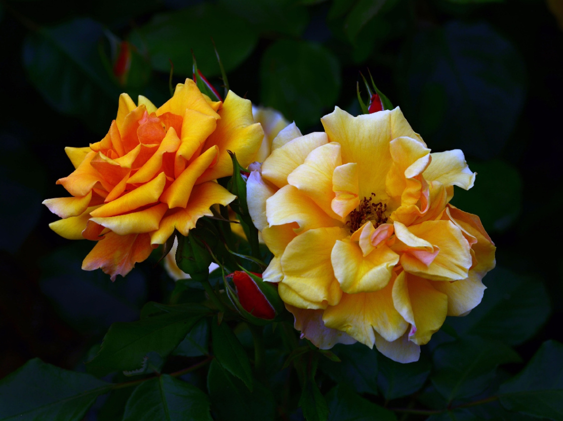BLÜTEN