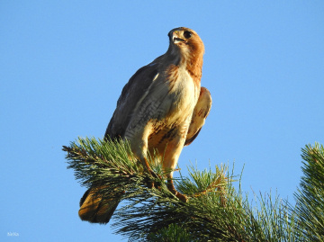 Hawk 