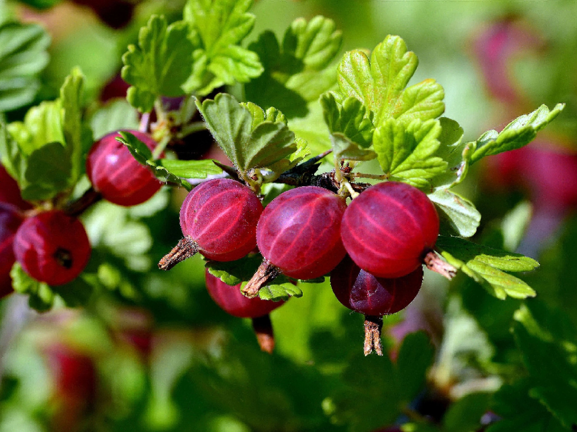 STACHELBEEREN