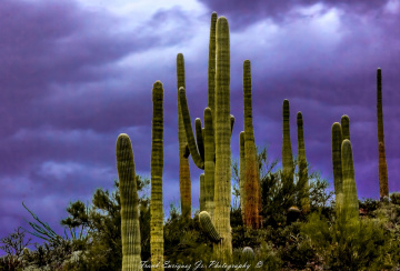 Fall Colors In The Sonoran Desert